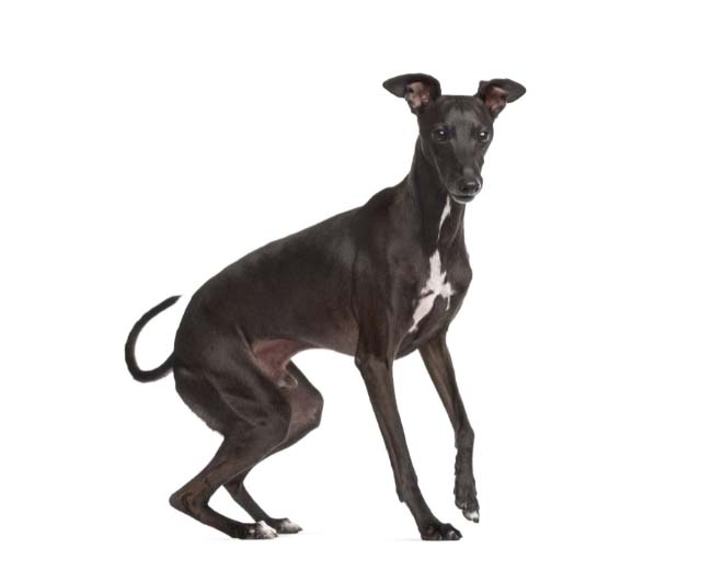 Italian greyhound best sale price range