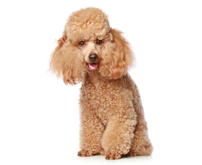 The Super Smart Toy Poodle: A Small Dog With a Big Personality - PetHelpful