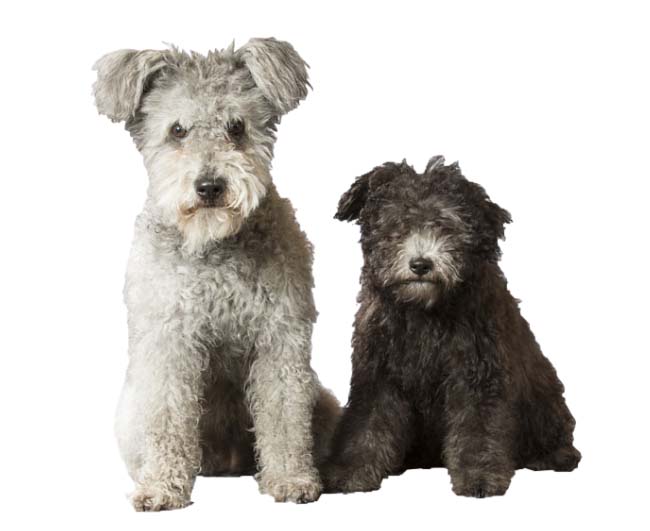 how much do pumi dogs cost