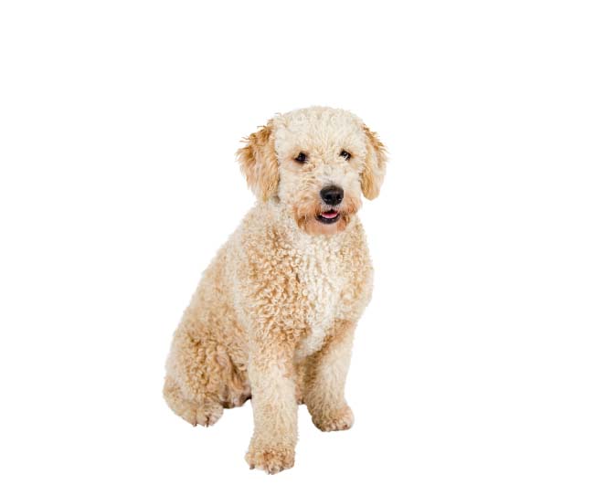 Spanish water dog: Dog breed characteristics & care