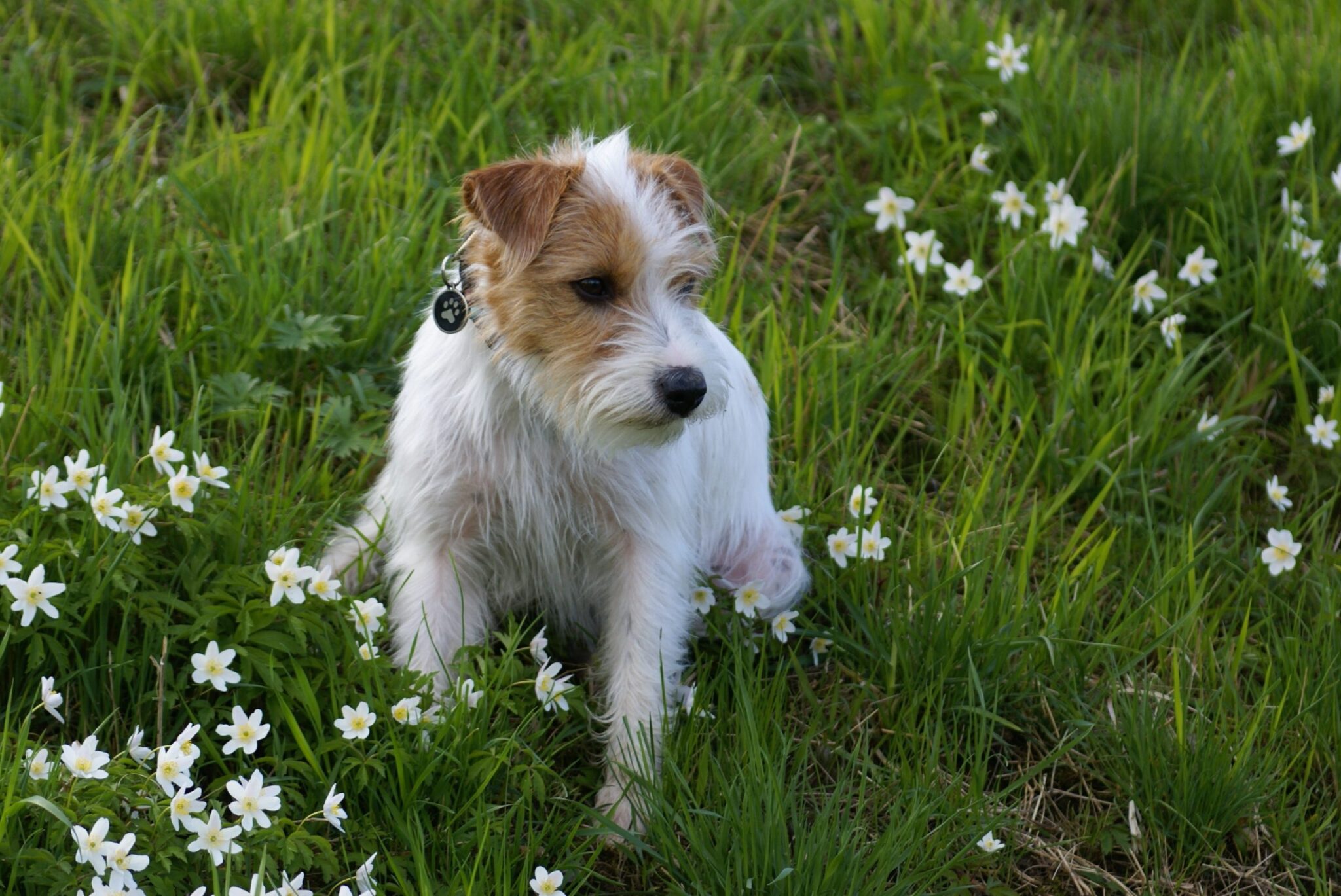 what to do if a dog gets stung