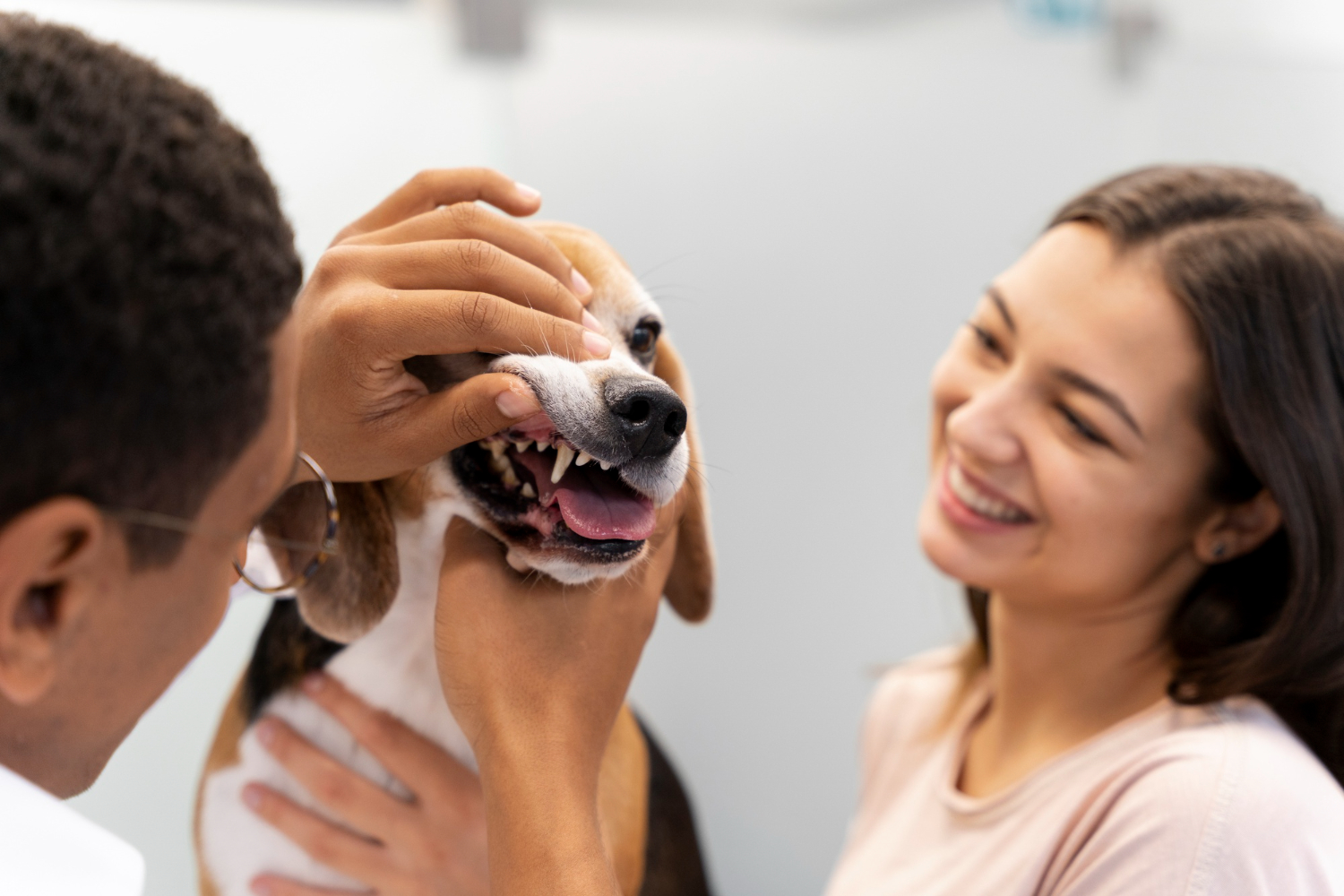 Vet checking teeth of a dog