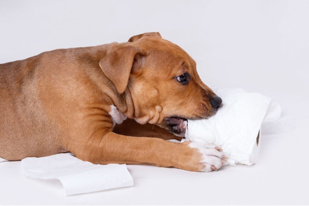 Cheap Pet Insurance