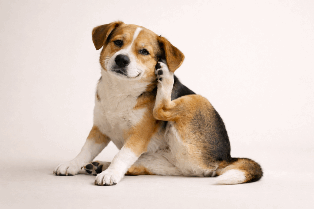 Dog sitting at itching its body