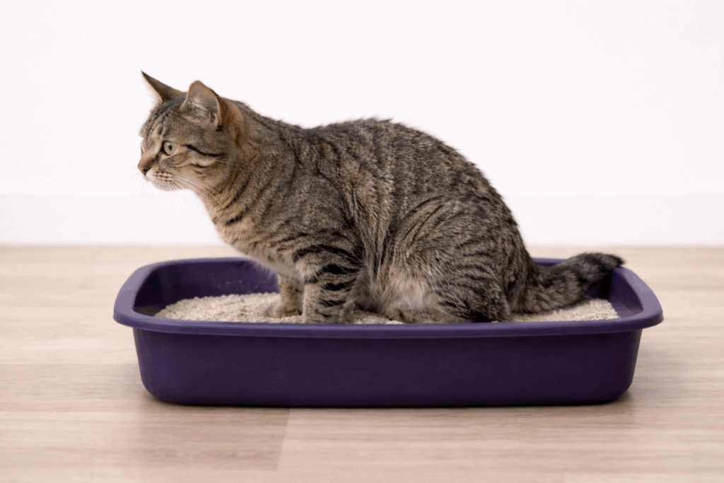 Cat straining to urinate showing symptoms of blood in urine haematuria