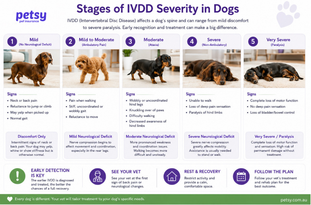 Ivdd Classes Health Conditions Intervertebral Disc Disease (IVDD) - Petsy Pet Insurance