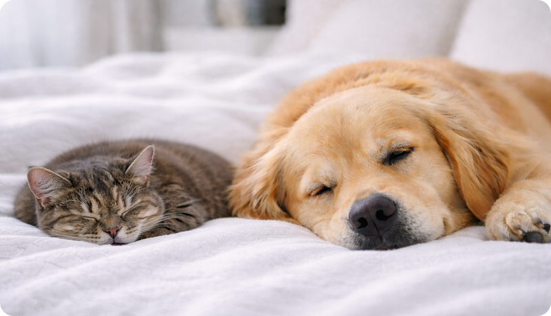 Cat and golden retriever sleeping peacefully side by side on a bed, representing normal healthy pet behaviour.