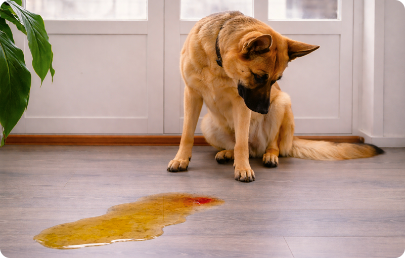 Dog looking down at a puddle of urine with visible blood on the floor, a key warning sign of hematuria in pets.