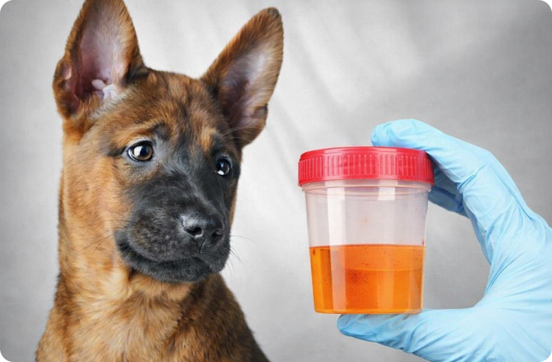 Puppy sitting beside a gloved hand holding a urine sample container with a visible reddish tint, used for veterinary testing.