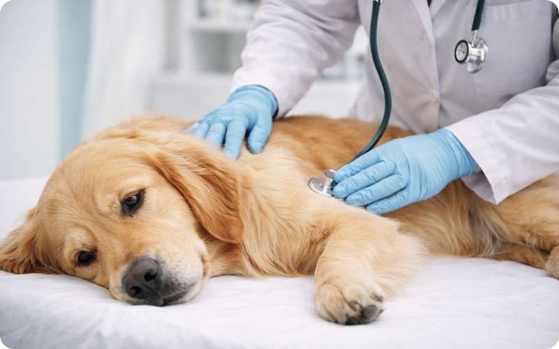 Veterinarian using a stethoscope to examine a golden retriever lying on an exam table, checking for underlying causes of blood in urine.