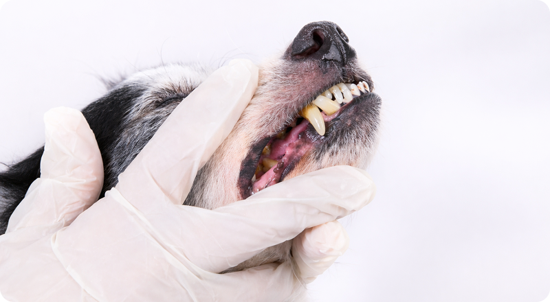 Gloved hand lifting a dog's lip to examine its teeth and gums, showing signs of tartar buildup and discoloration.