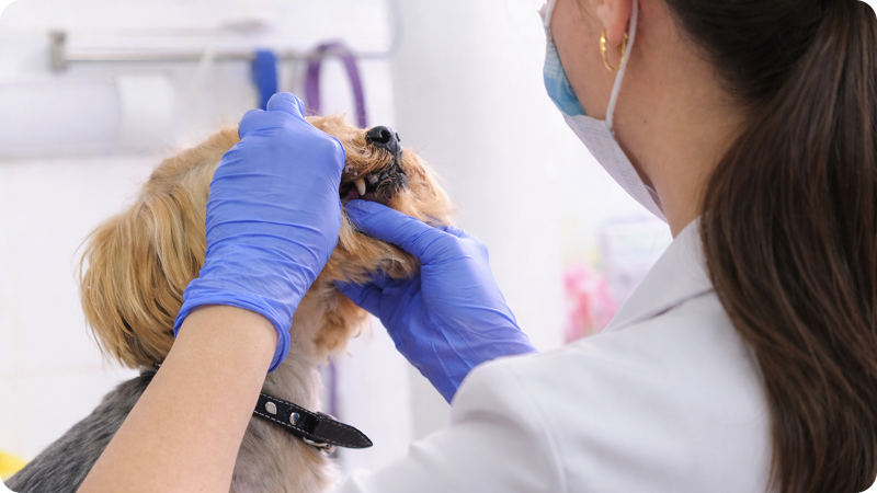 Veterinarian in gloves and mask examining a small dog's teeth during a dental checkup at a veterinary clinic.