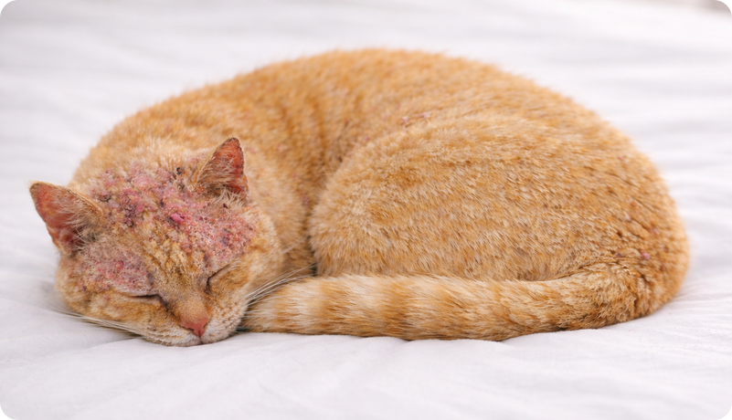 Orange cat curled up asleep with crusty red mange lesions visible around its ears and face.