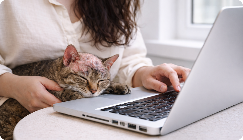 Cat with mange-affected ears resting on its owner's lap while the owner works on a laptop, showing continued companionship during treatment.
