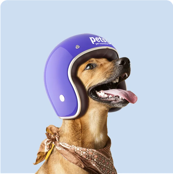Tan dog in a bandana and purple helmet