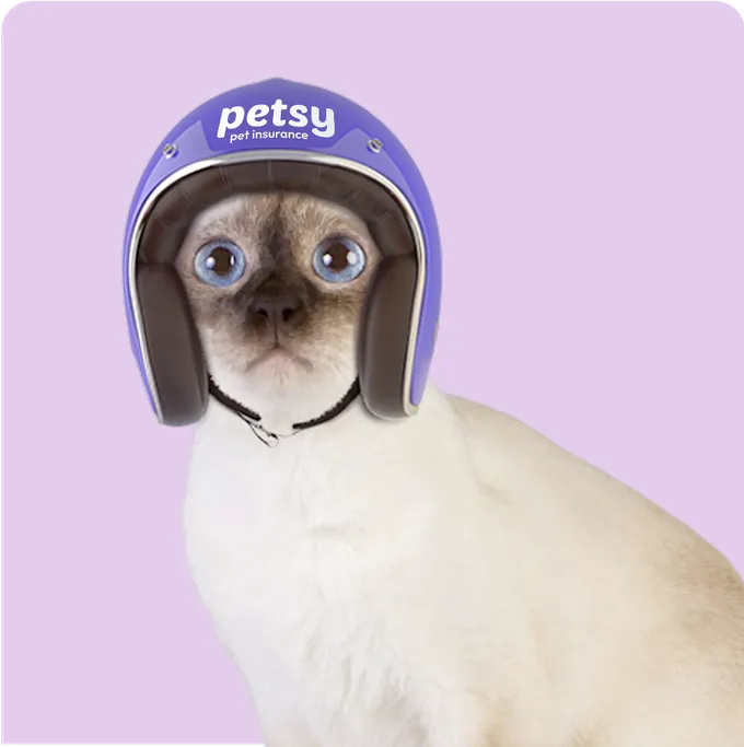 Blue-eyed Siamese-type cat wearing a purple helmet