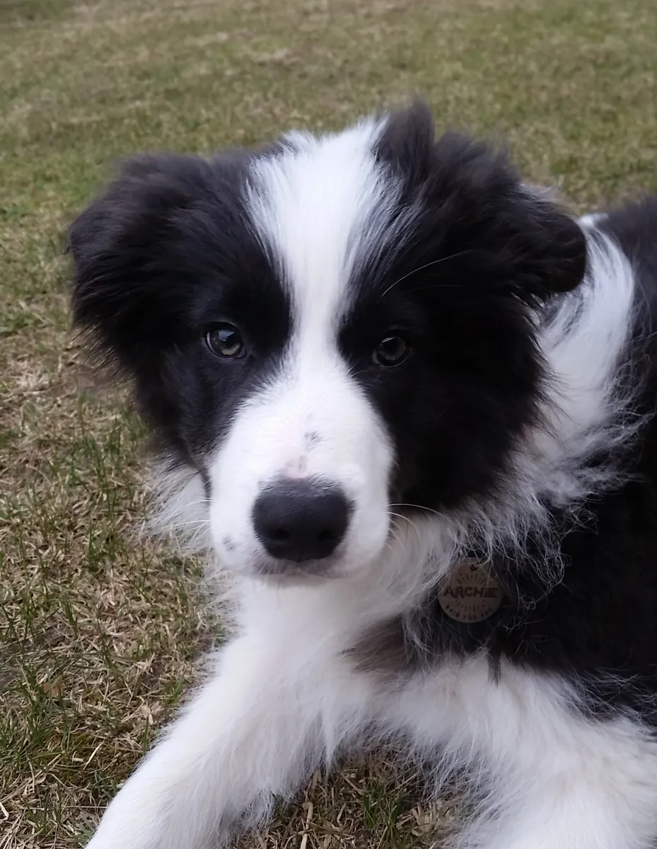 Archie the Border Collie puppy lying on grass