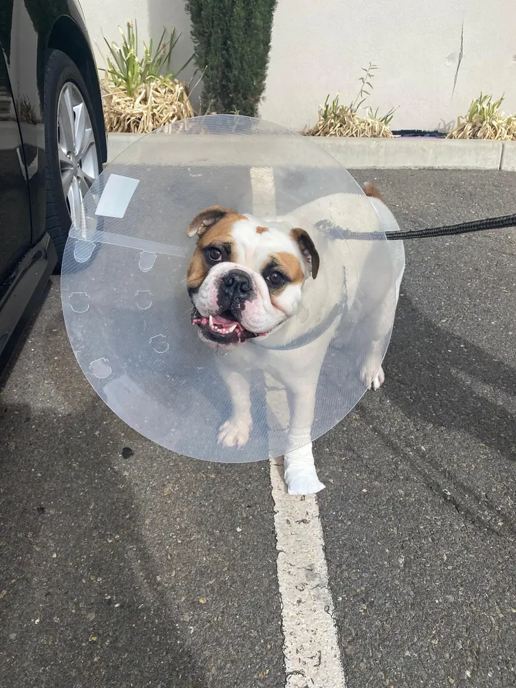 Barkley the British Bulldog in a vet cone and bandage