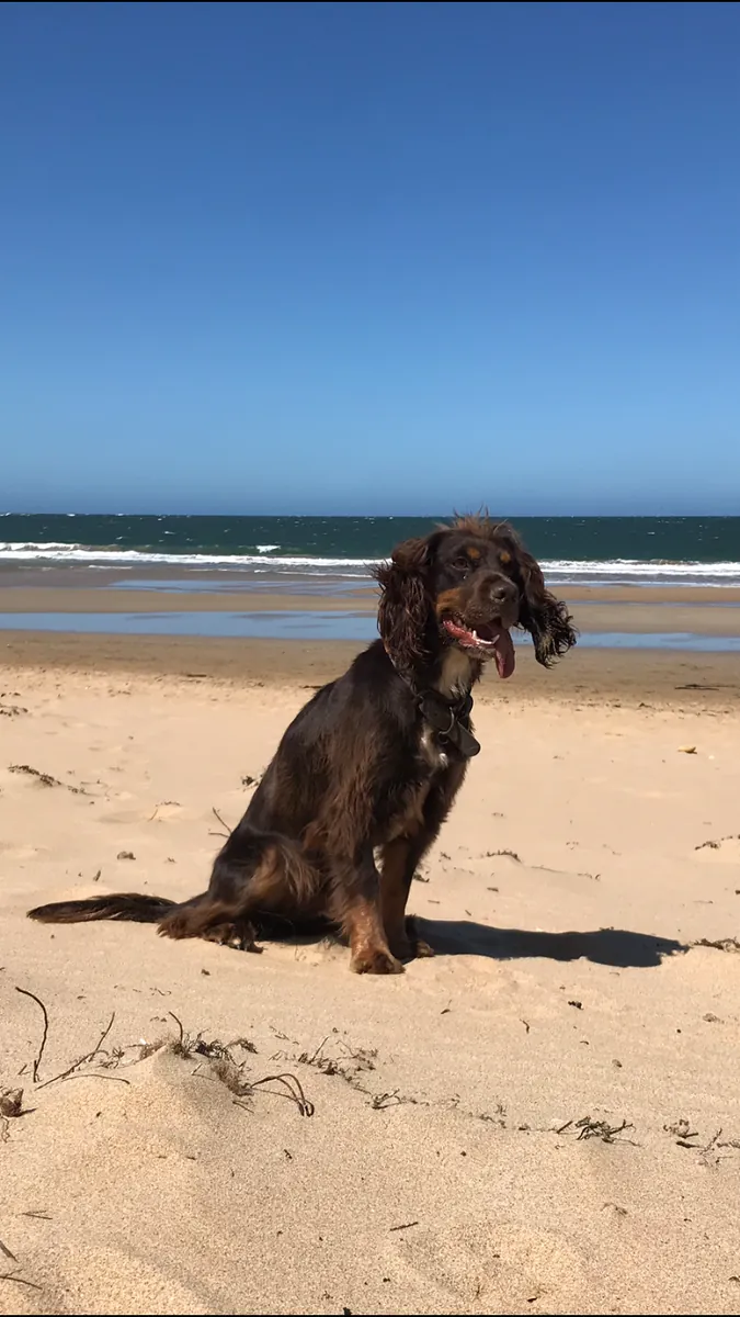 Bracken the Cocker Spaniel sitting on a sunny beach