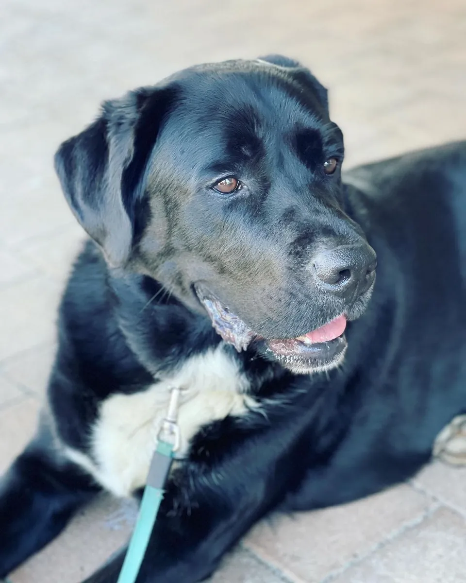 Gonzo the Labernese lying on paving with his lead on