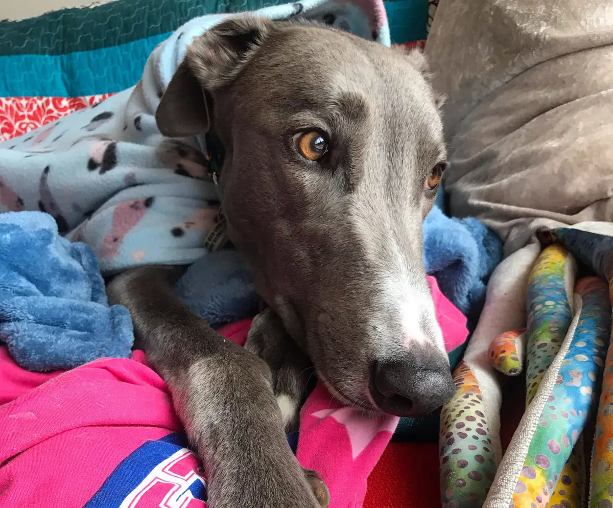 Juke the blue Greyhound snuggled up in colourful blankets