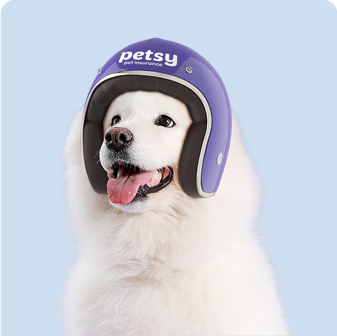 Smiling white Samoyed wearing a purple helmet
