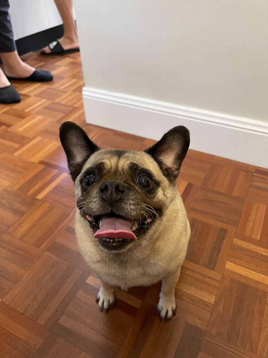 Taco the Pug sitting on a timber floor