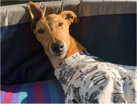 Tan greyhound in printed pyjamas relaxing in a dog bed