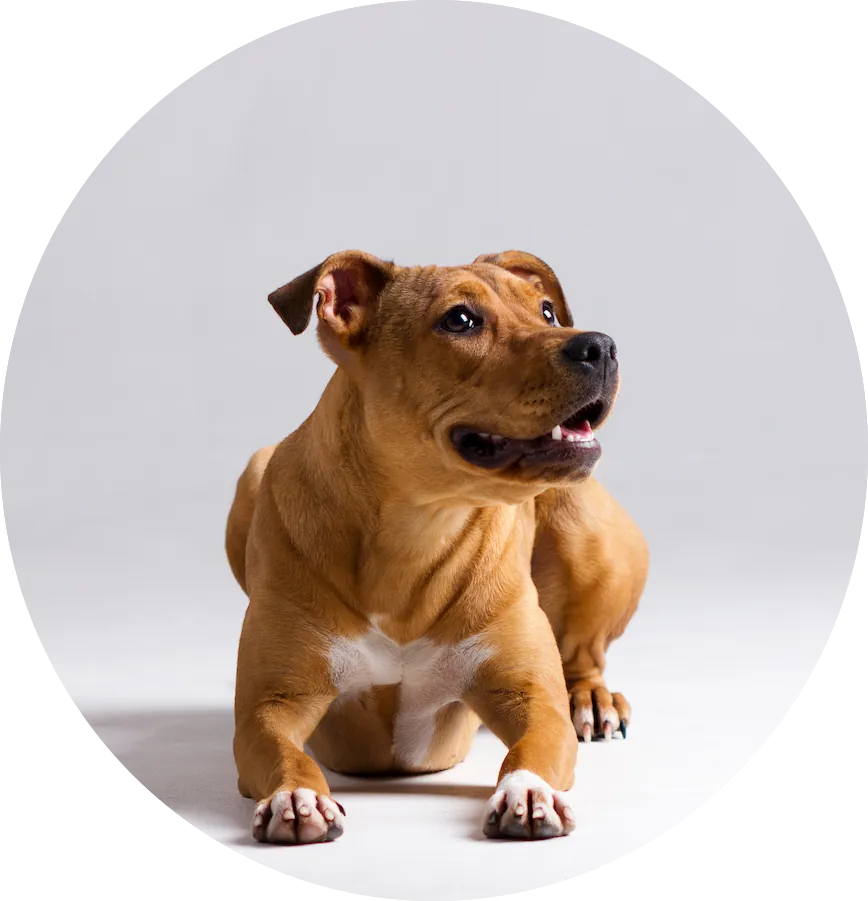 Happy tan and white Staffy-type dog lying down
