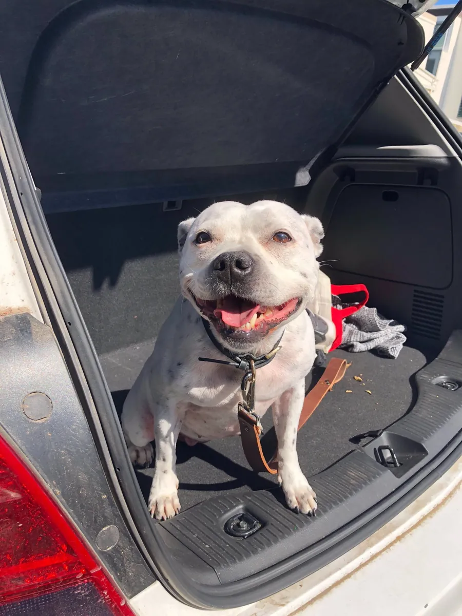 Smiling white Staffy sitting in an open car boot