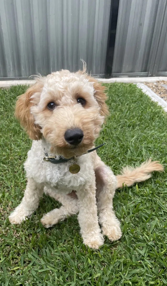 Zeek the Cavoodle puppy sitting on green grass