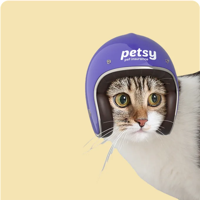 Tabby and white cat peeking out in a purple helmet