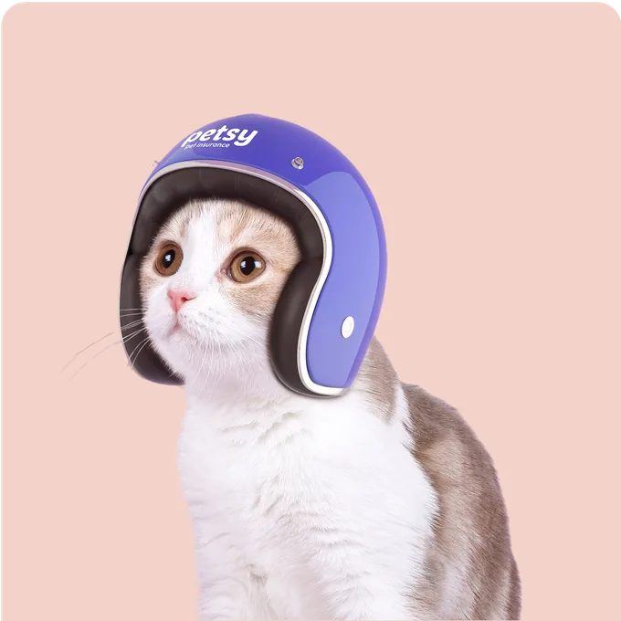 White and grey kitten in a Petsy helmet