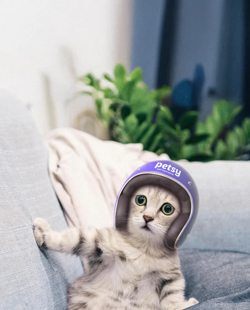 Tabby cat in a purple Petsy helmet on a sofa