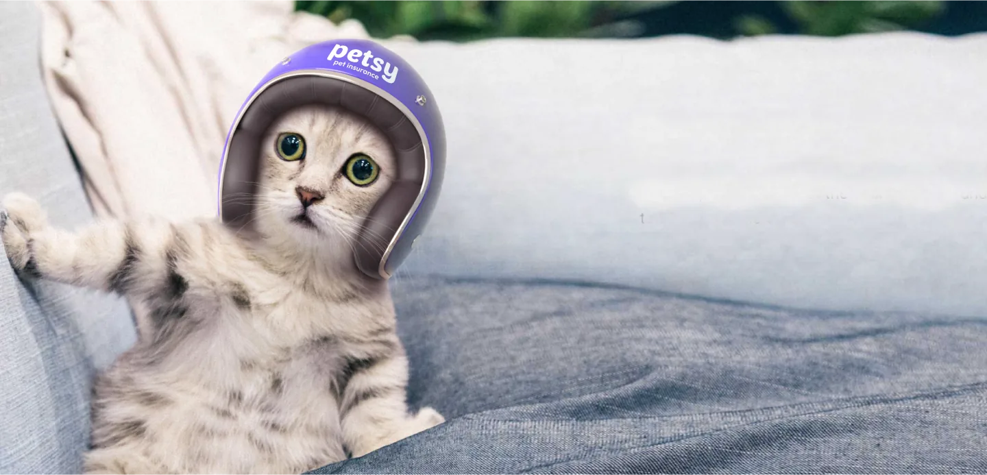 Tabby cat in a purple Petsy helmet on a sofa