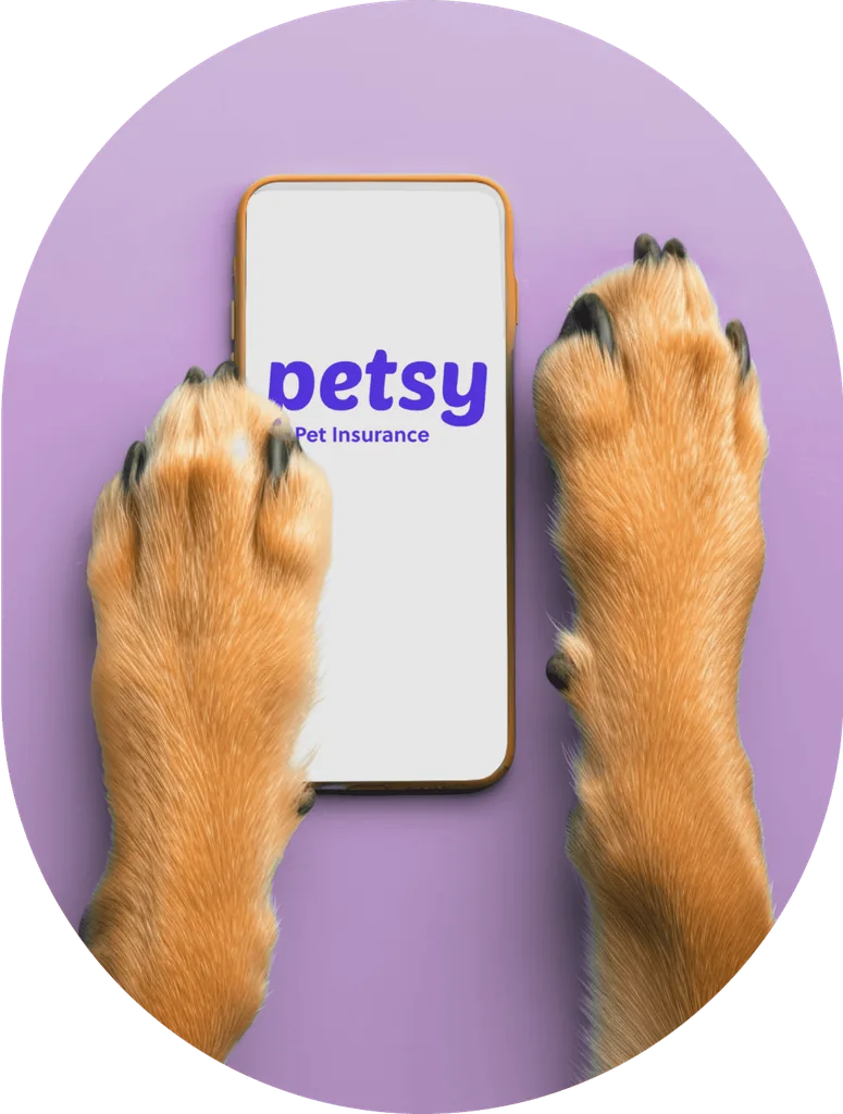 Dog's paws on a smartphone showing the Petsy logo