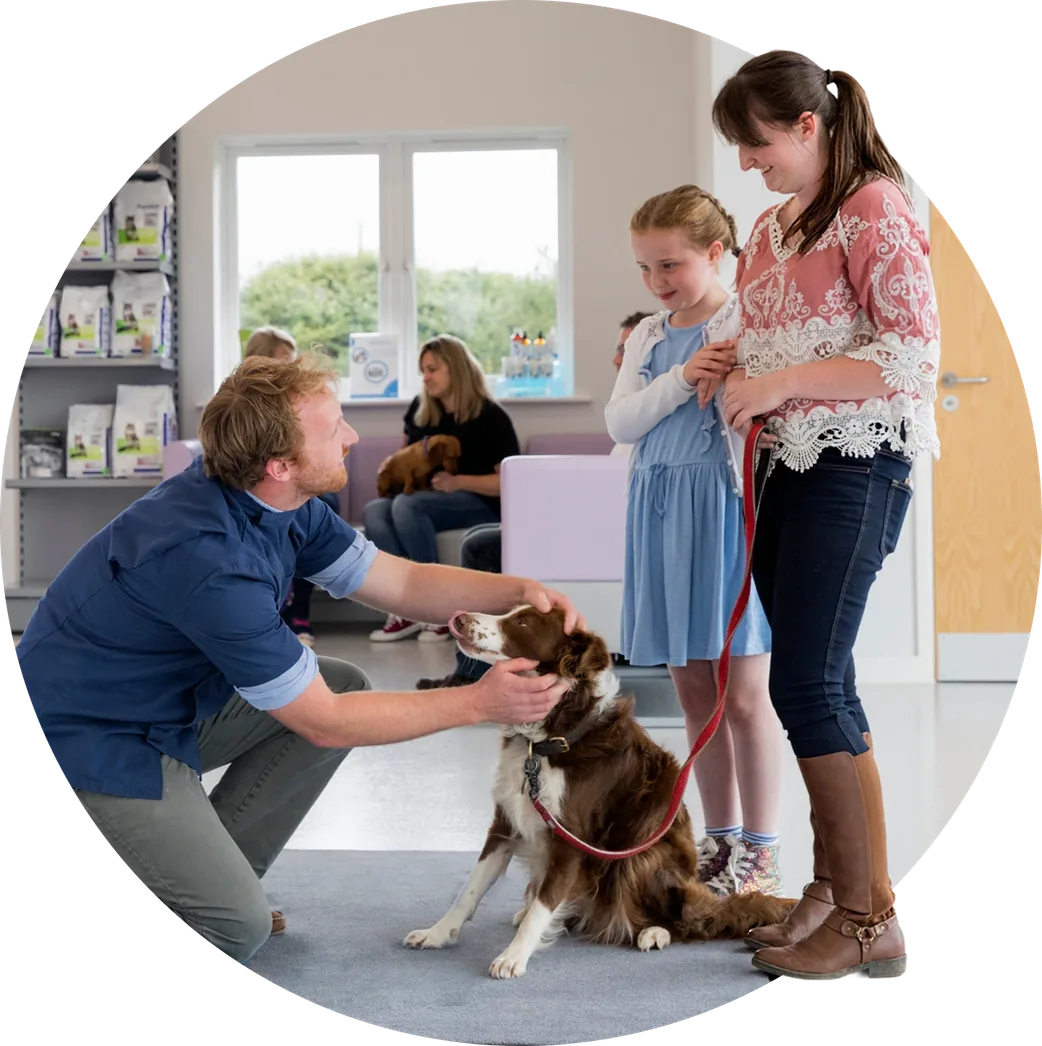 Vet greeting a Border Collie with a mum and daughter