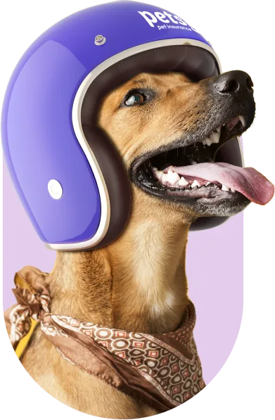 Dog in a purple helmet and bandana with tongue out