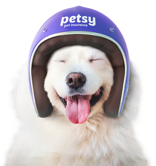 Smiling Samoyed in a purple Petsy helmet