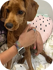 Petsy pet insurance customer Sanaz cuddling her brown curly-coated dog, Abbey