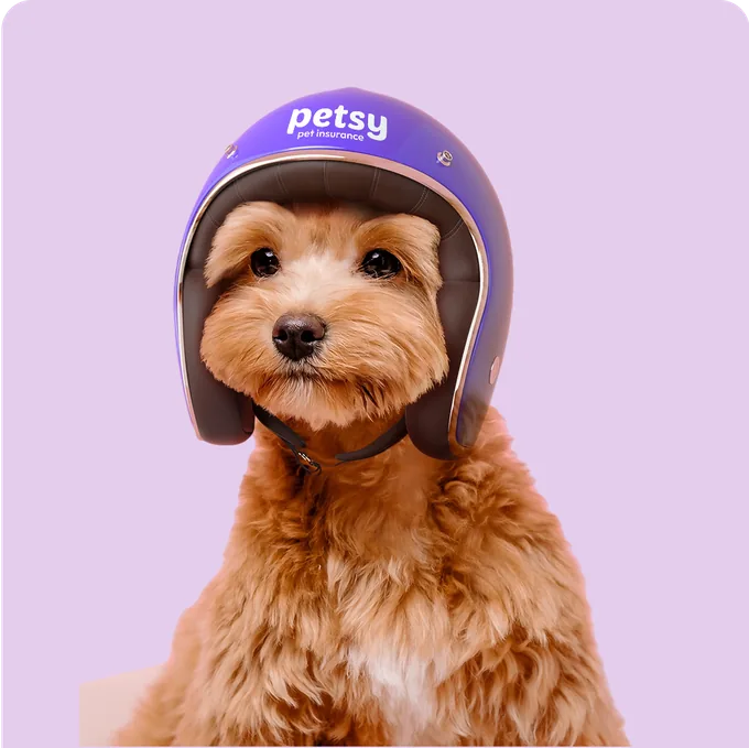 Curly red puppy wearing a purple helmet