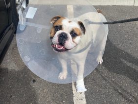 Barkley the British Bulldog