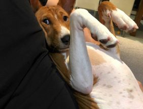 Benny the Basenji