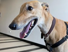 Billy the Greyhound
