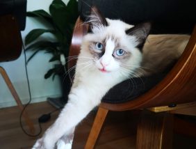 Mabel the Ragdoll