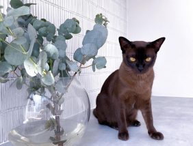 Penelope the Burmese